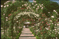 CAFE.gif (32982 bytes)