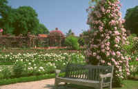 roseraie.jpg (52055 bytes)